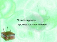 /album/sinnesorganen/a6-sinnesorganen-001-jpeg/